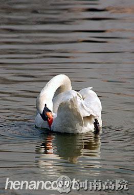 白天鹅与丑小鸭